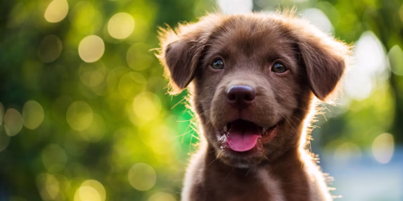 Chó con 1 tháng tuổi