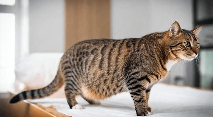 Chăm sóc mèo bầu