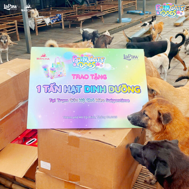 Lapaw ủng hộ trạm cứu hộ Chó Mèo Saigontime