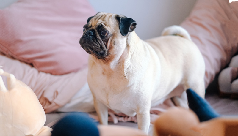 Giống chó mặt nhăn dễ thương